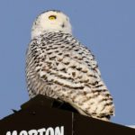 Snowy Owl by David Small