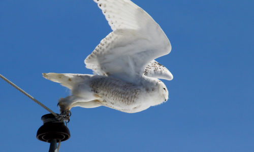 snowy owl David Small