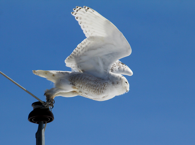 snowy owl David Small