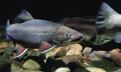 Brook Trout, photo by USFWS