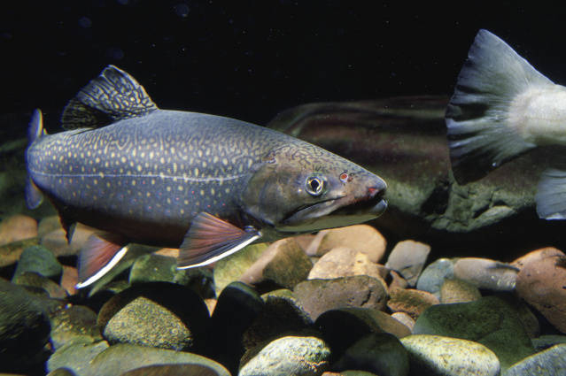 Brook Trout, photo by USFWS