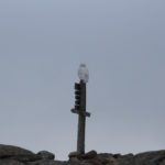 Snowy Owl