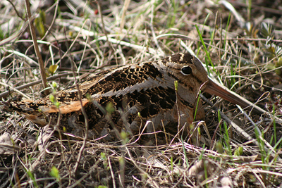 American Woodcock