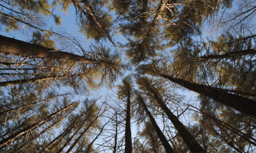 Trees at the Rachel Carson National Wildlife Refuge