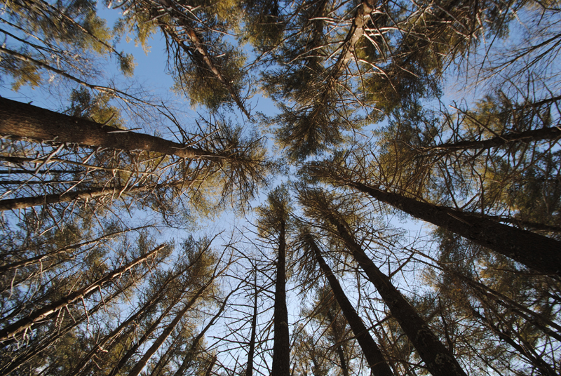 Trees at the Rachel Carson National Wildlife Refuge