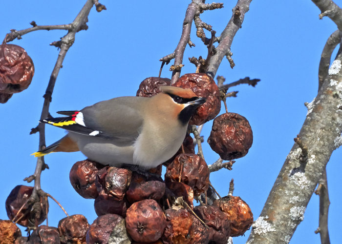 Bohemian Waxwing by Pam Wells