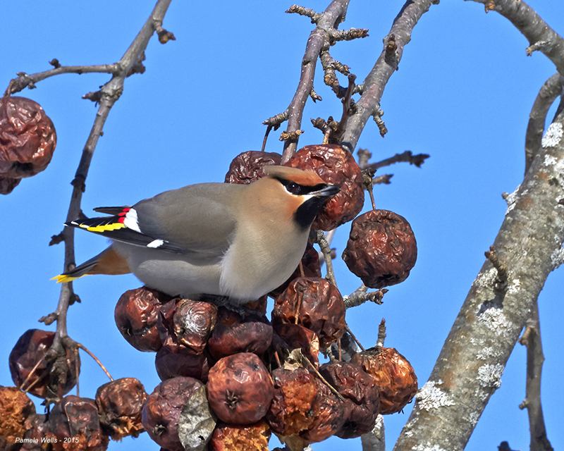 Bohemian Waxwing by Pam Wells