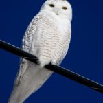 snowyowl_conover