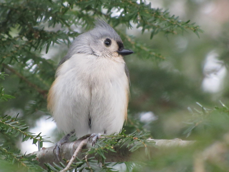 tufted titmouse in South China