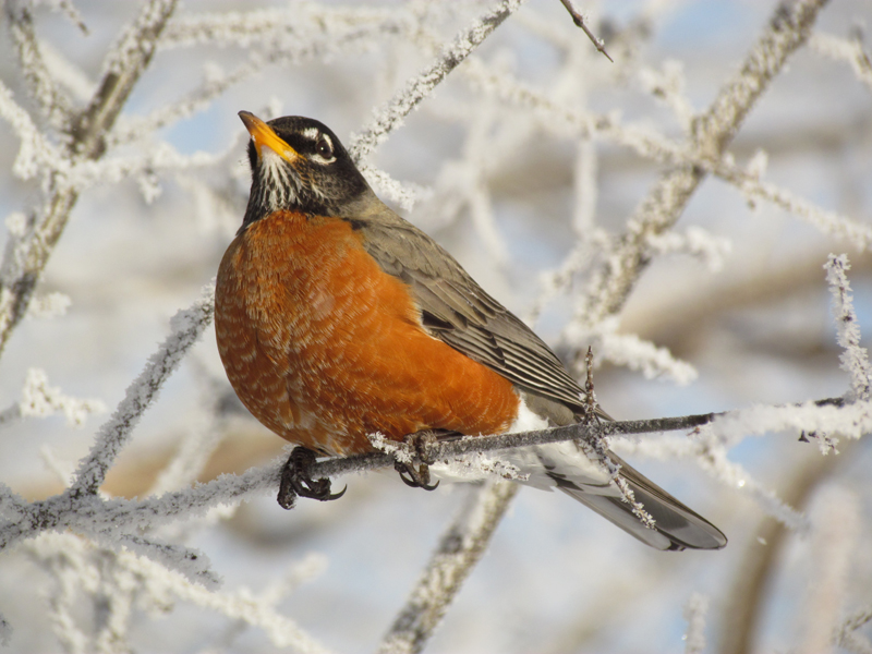 Robin in Winslow