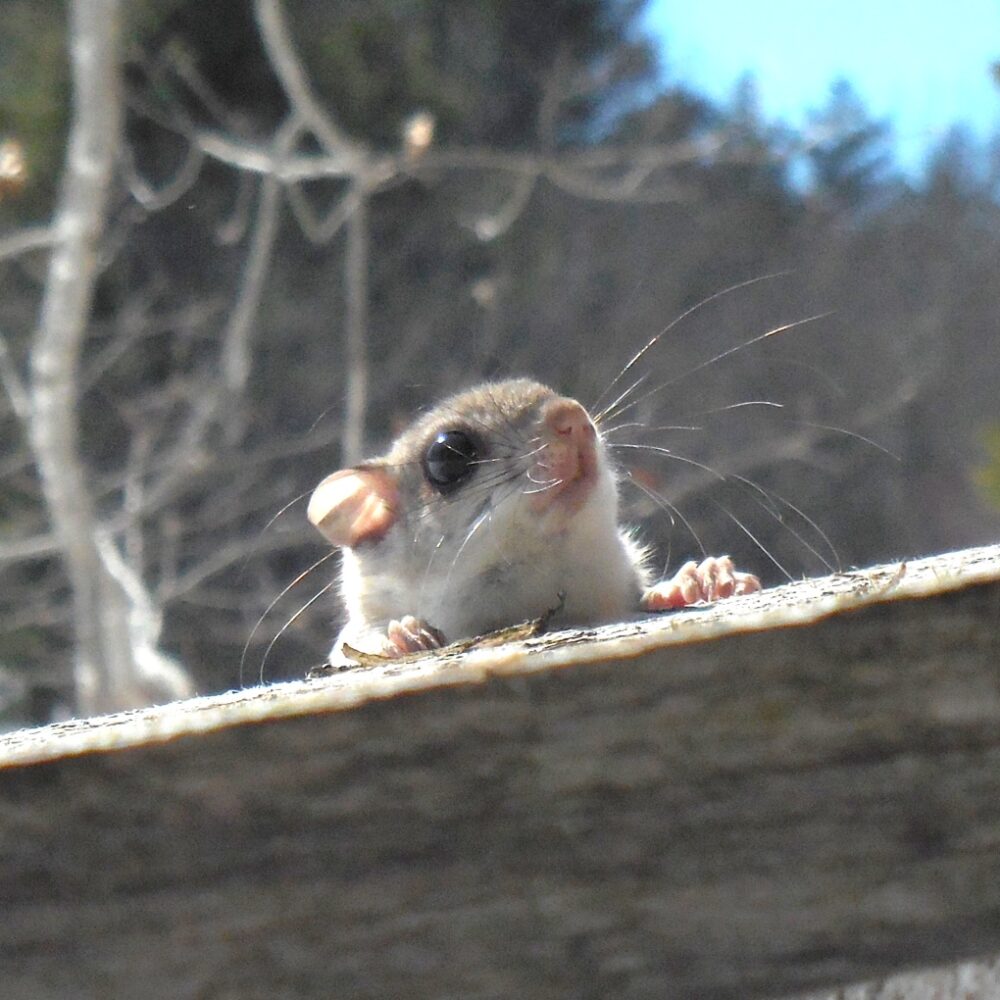 flying squirrel