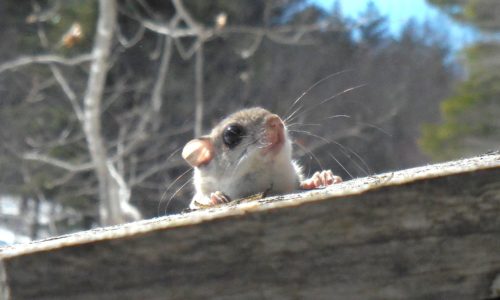 flying squirrel