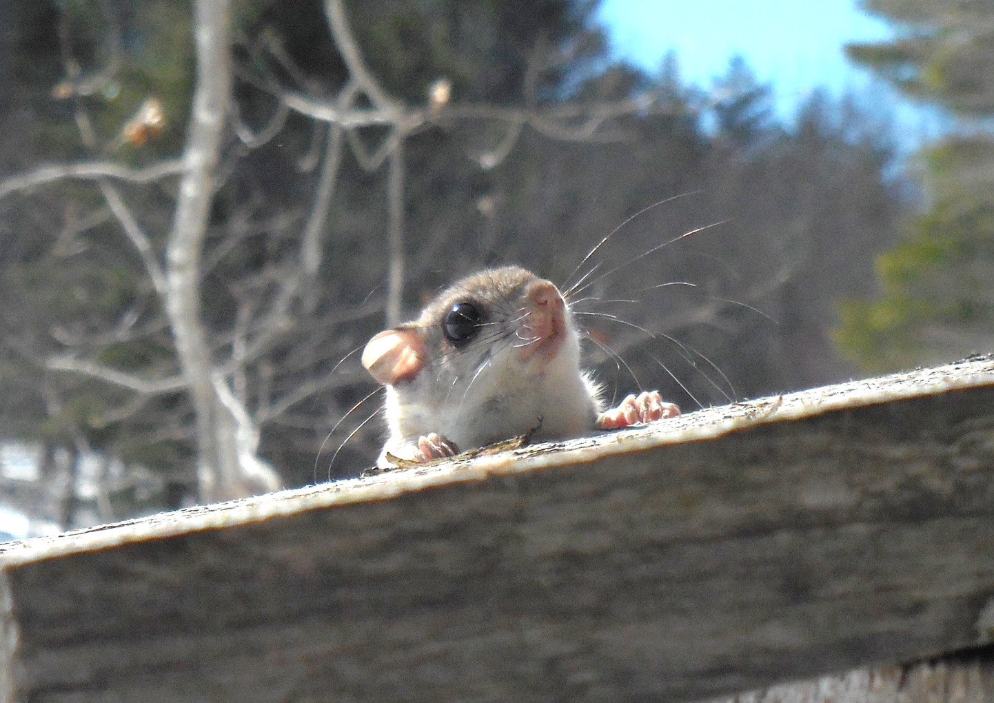 flying squirrel