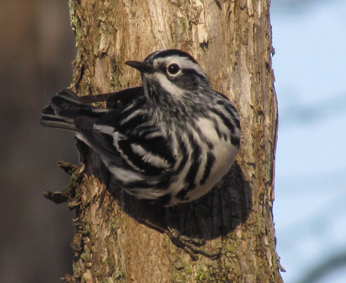 Black and White Warbler in Topsham.