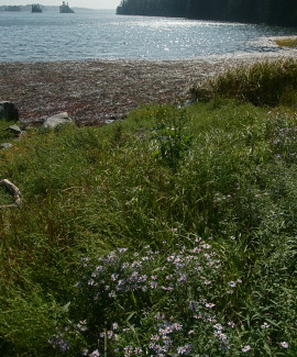 Cobscook Bay 