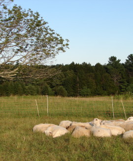 Crystal Spring Farm by Beth Comeau