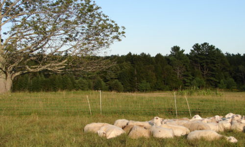 Crystal Spring Farm by Beth Comeau