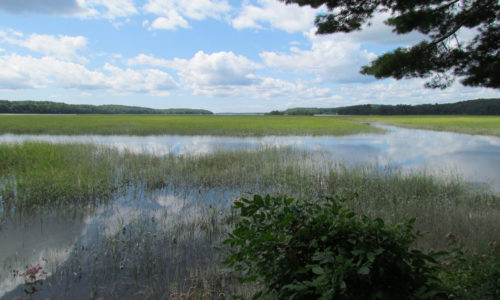 Green Point Wildlife Management Area by Allison Wells