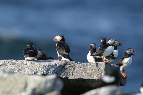 puffins