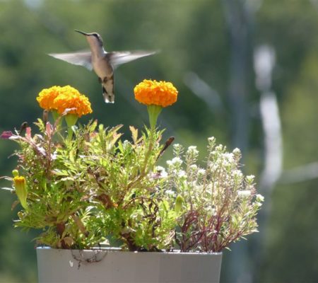 hummingbird by Richard Flanagan.