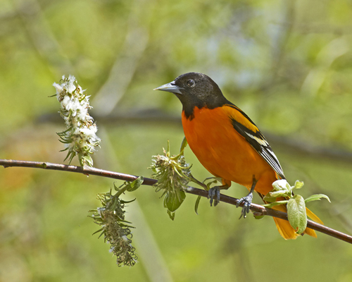 Oriole. Photo by NRCM member Pam Wells.