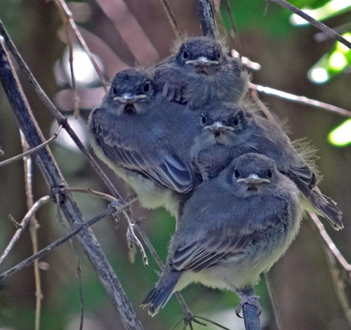 Baby phoebes in Richmond. Photo by Beth Comeau.