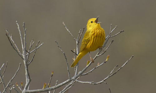 Yellow Warbler. Photo by Pam Wells.