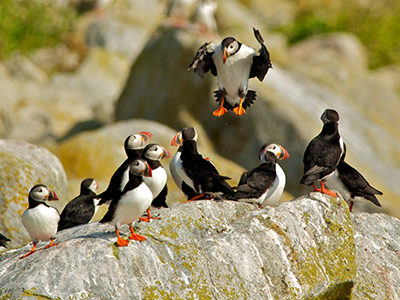 Atlantic Puffins