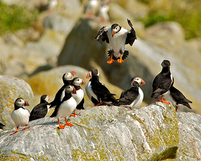 Atlantic Puffins 