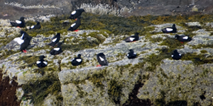 Black Guillemots