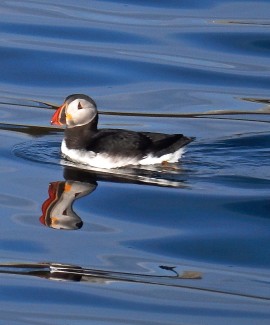 Atlantic Puffin. Photo by Judy Berk