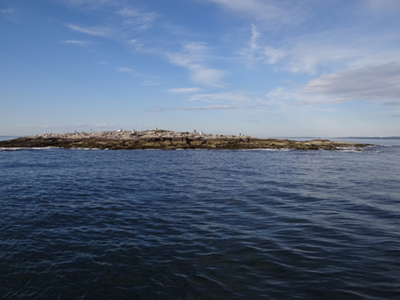 Eastern Egg Rock, about five miles off the coast of New Harbor