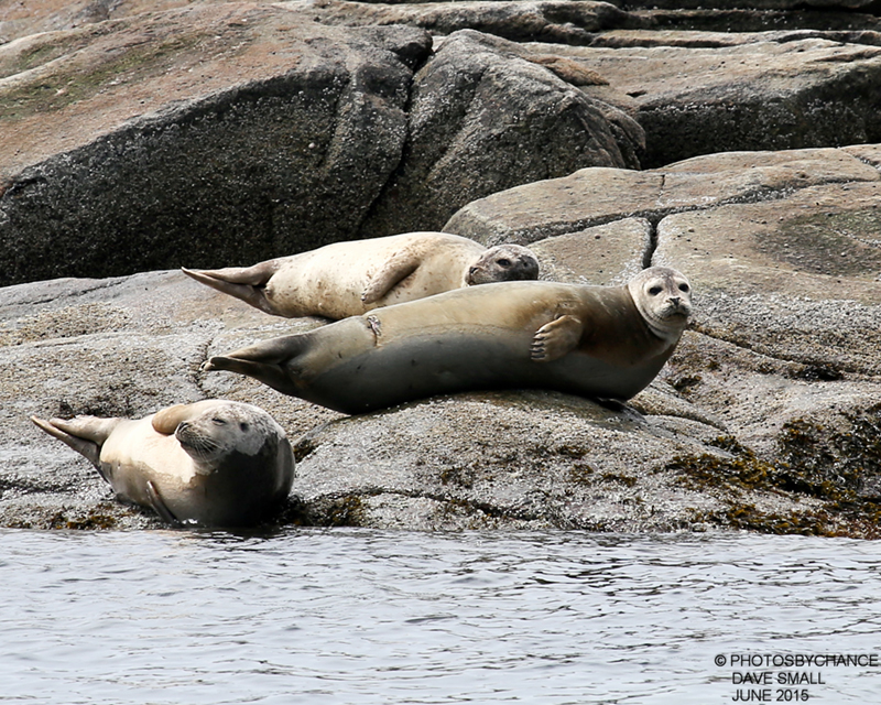 Harbor Seals by David Small