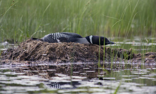 Loon on nest