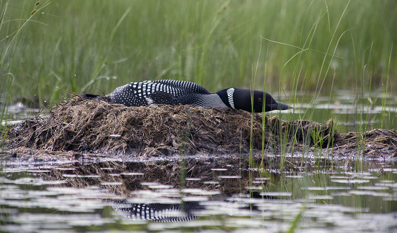 Loon on nest