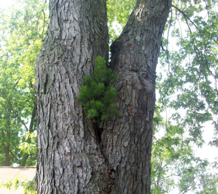 Pine tree in maple tree