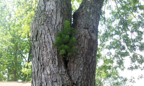 Pine tree in maple tree