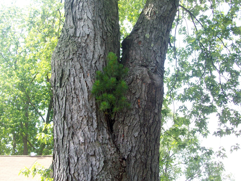 Pine tree in maple tree