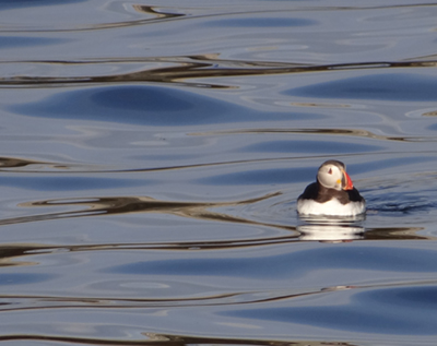 A puffin floating just off Eastern Egg Rock
