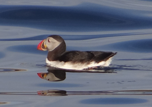 Another puffin 