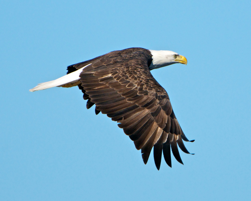 Bald Eagle taken from kayak on Taunton Bay in Hancock