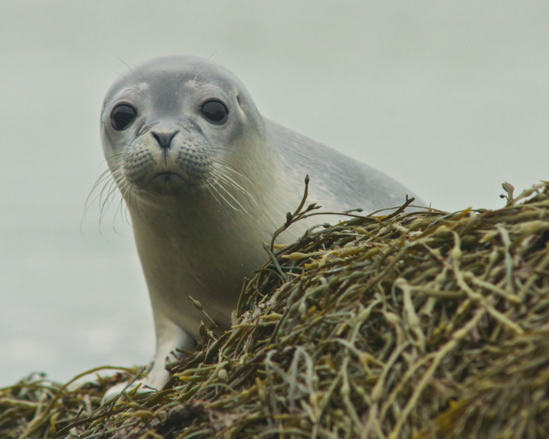 Seals taken from Kayak on Taunton Bay in Hancock (3) Gerard Monteux