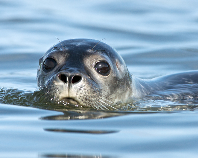 Seals taken from Kayak on Taunton Bay in Hancock (4)