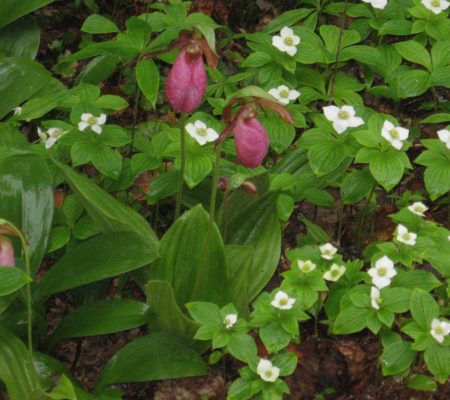 lady slipper trout lily Jewell Childs Hurd