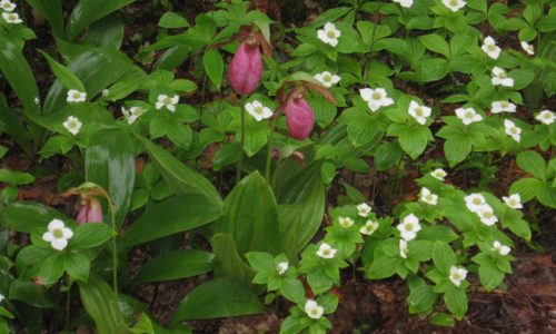 lady slipper trout lily Jewell Childs Hurd