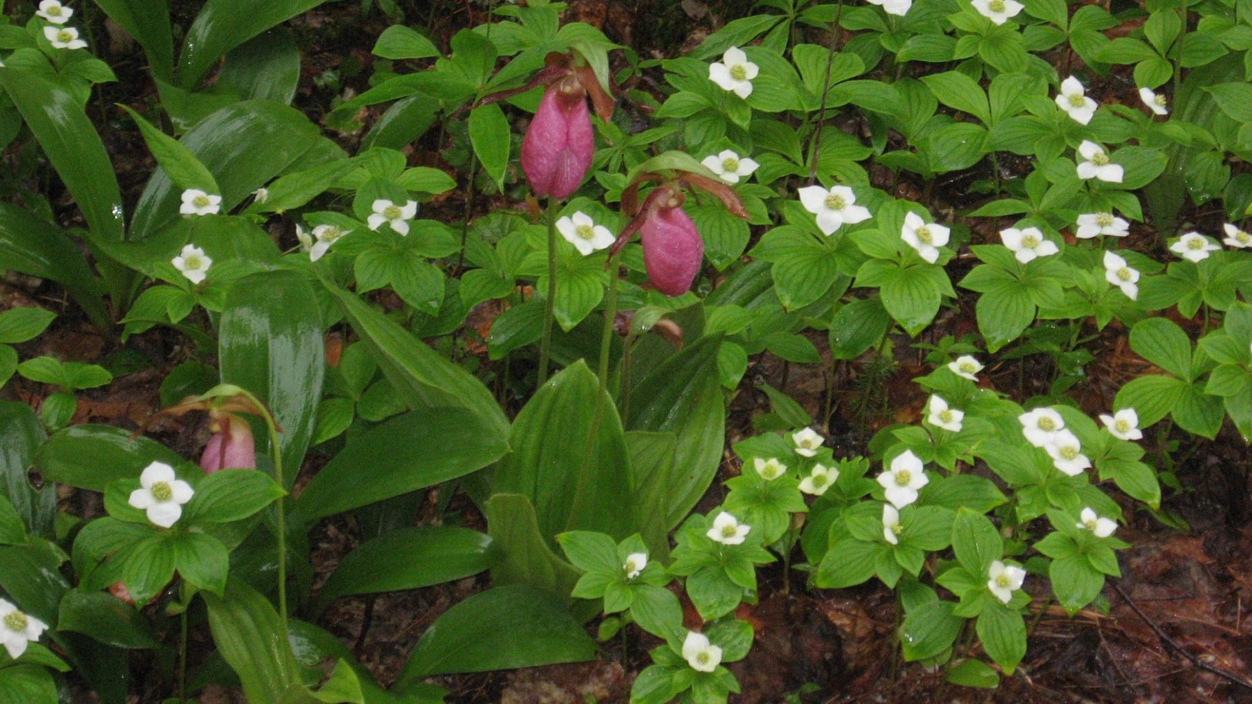 lady slipper trout lily Jewell Childs Hurd