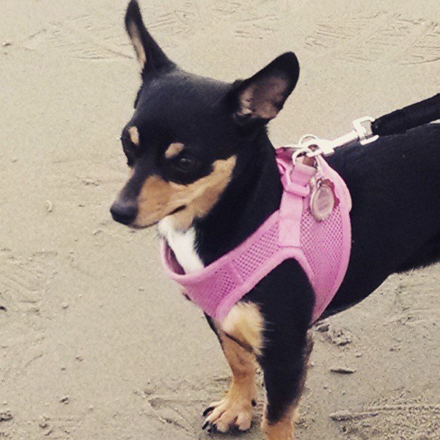 Maggie enjoying a walk on Popham Beach near Fort Popham in Phippsburg.