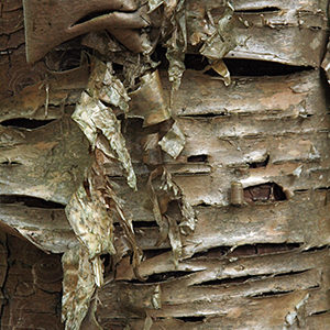 Birch tree close-up, Bald Mountain Public Reserved Land, photo by MissingLynx