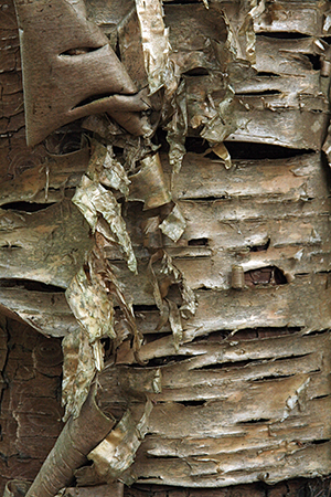 Birch tree close-up, Bald Mountain Public Reserved Land, photo by MissingLynx