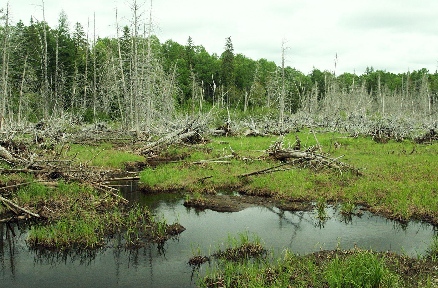 Salmon Brook Lake Bog